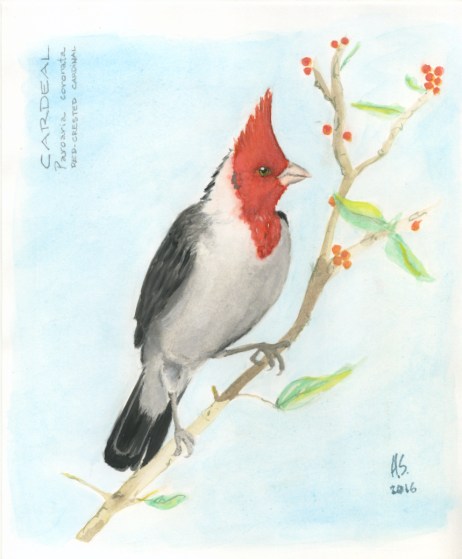 Cardeal-bx.jpg
