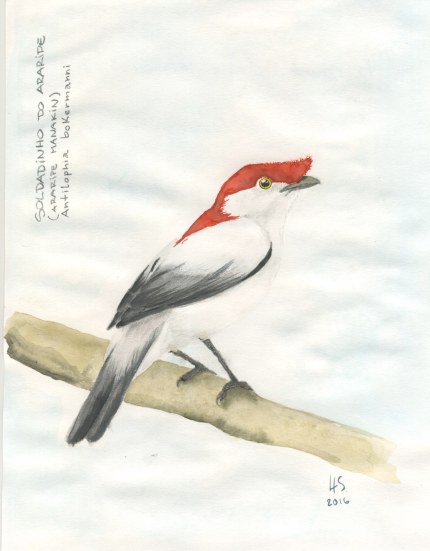 soldadinho-do-araripe-bx