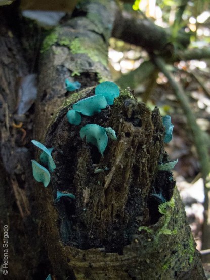 ChlorociboriaAeruginascens_MorroGrande_150725