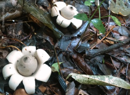 GeastrumSaccatum_MorroGrande_151207