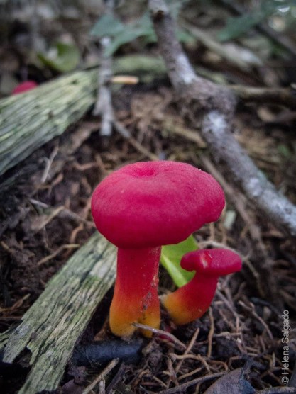 Hygrocybe_MorroGrande_160107